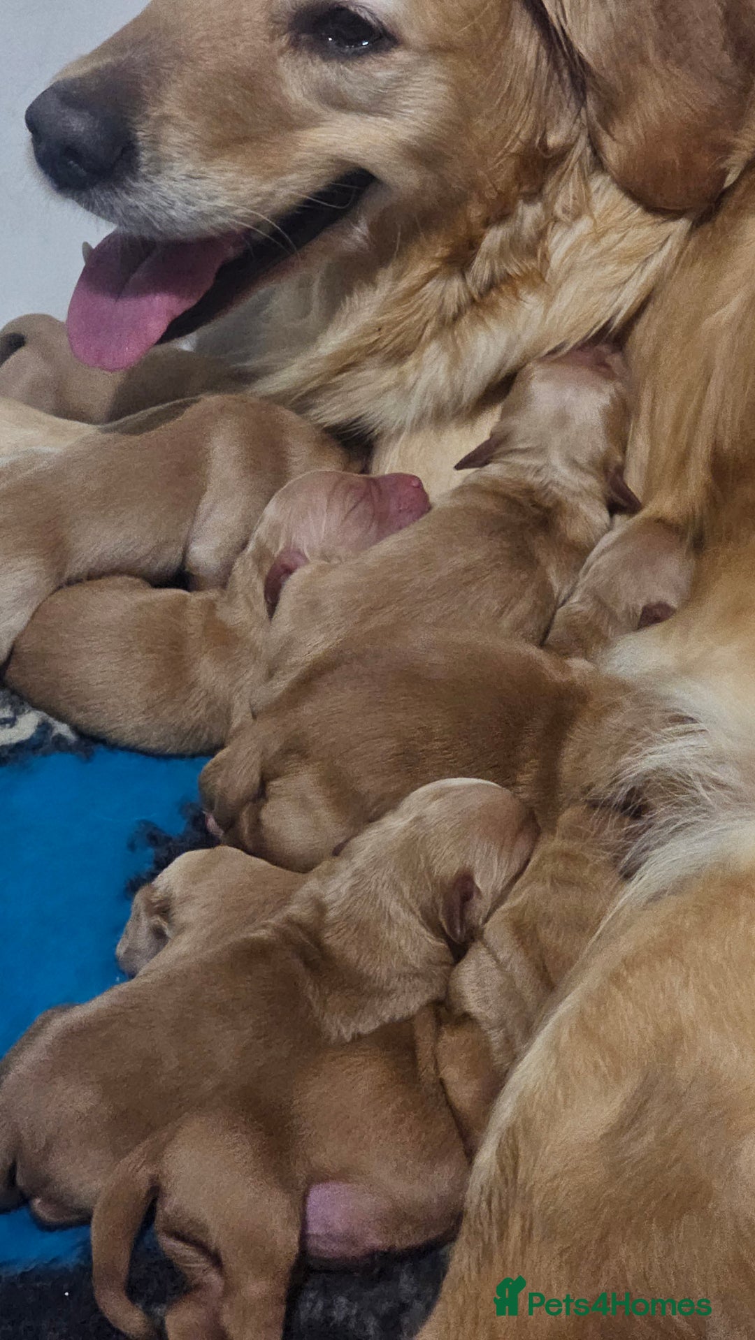 Golden Retriever dogs for sale: Amazing shades long awaited litter - Advert 2