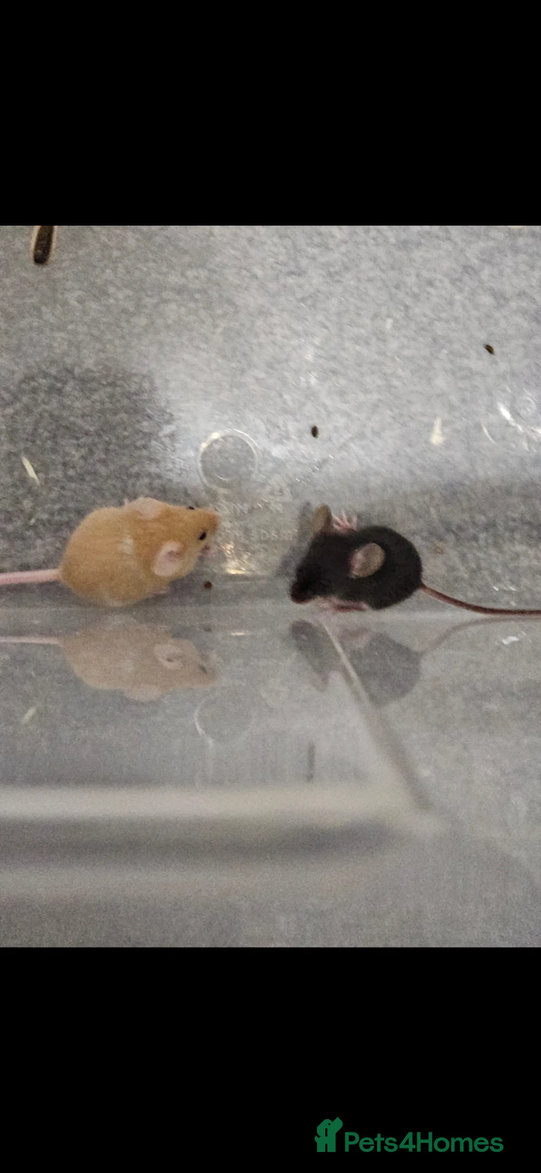 Mouse rodents for sale: Fancy Mice  - Advert 4