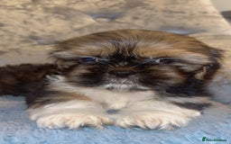 Shih Tzu dogs for sale: 🐶✨ Beautiful Shih Tzu Puppies for Sale! ✨🐶 - Image 1