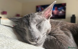 Oriental cats for sale: Oriental and Siamese cats for adoption - Image 7