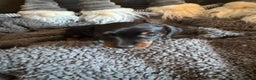 Dachshund dogs for sale: 3 Dachshunds will be ready for  **  - Advert 12
