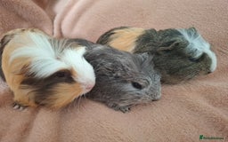Guinea Pig rodents for sale: Lovely Mald Baby Guinea-pigs Ready Now  - Image 5