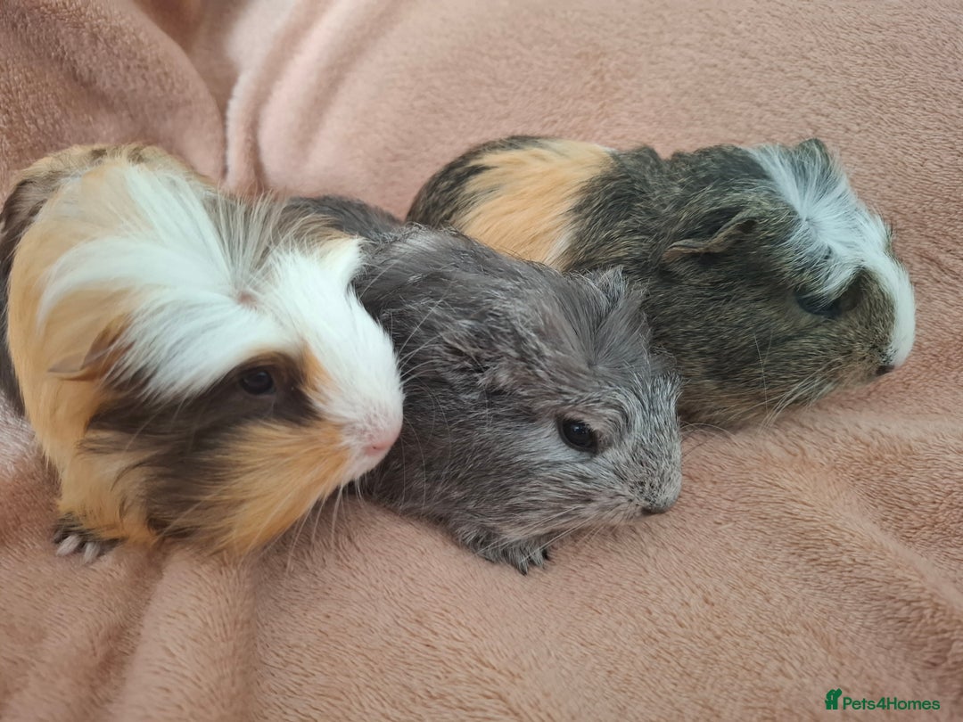 Guinea Pig rodents for sale: Lovely Mald Baby Guinea-pigs Ready Now  - Image 5