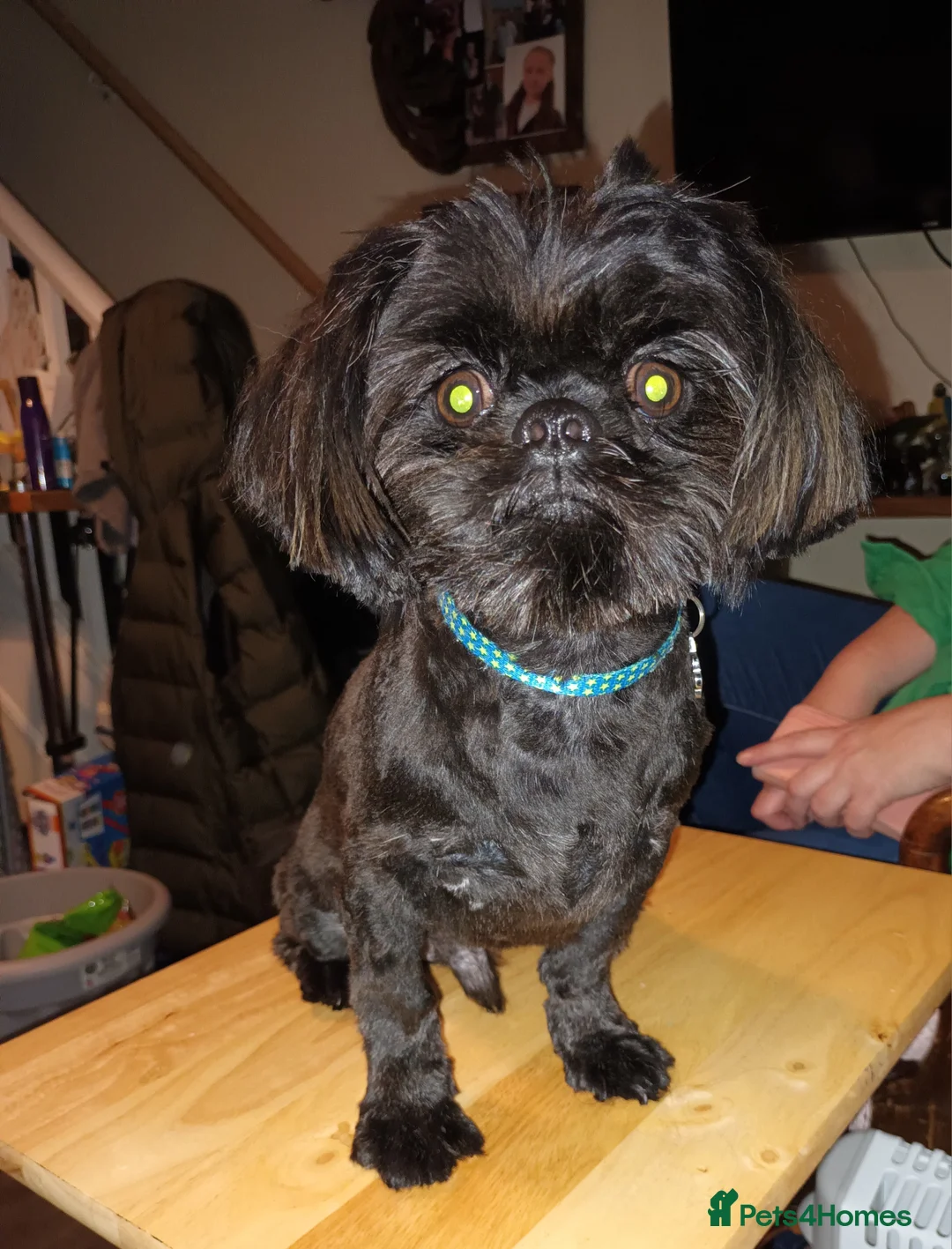 Shih Tzu dogs for stud:  imperial studs both proven  in Bolton - Advert 28