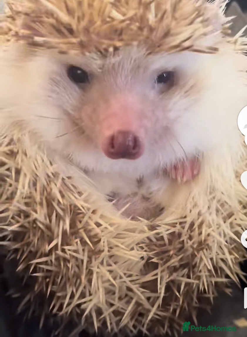 Pygmy Hedgehog rodents African Pygmy hedgehog  - Advert 1