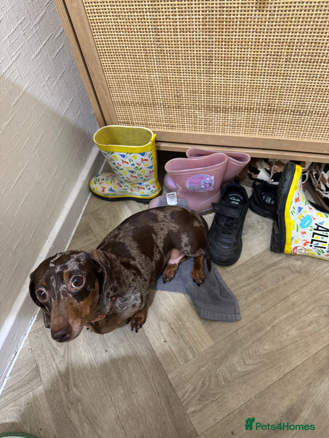 Miniature Dachshund dogs for sale: Mini dashchund  - Advert 2