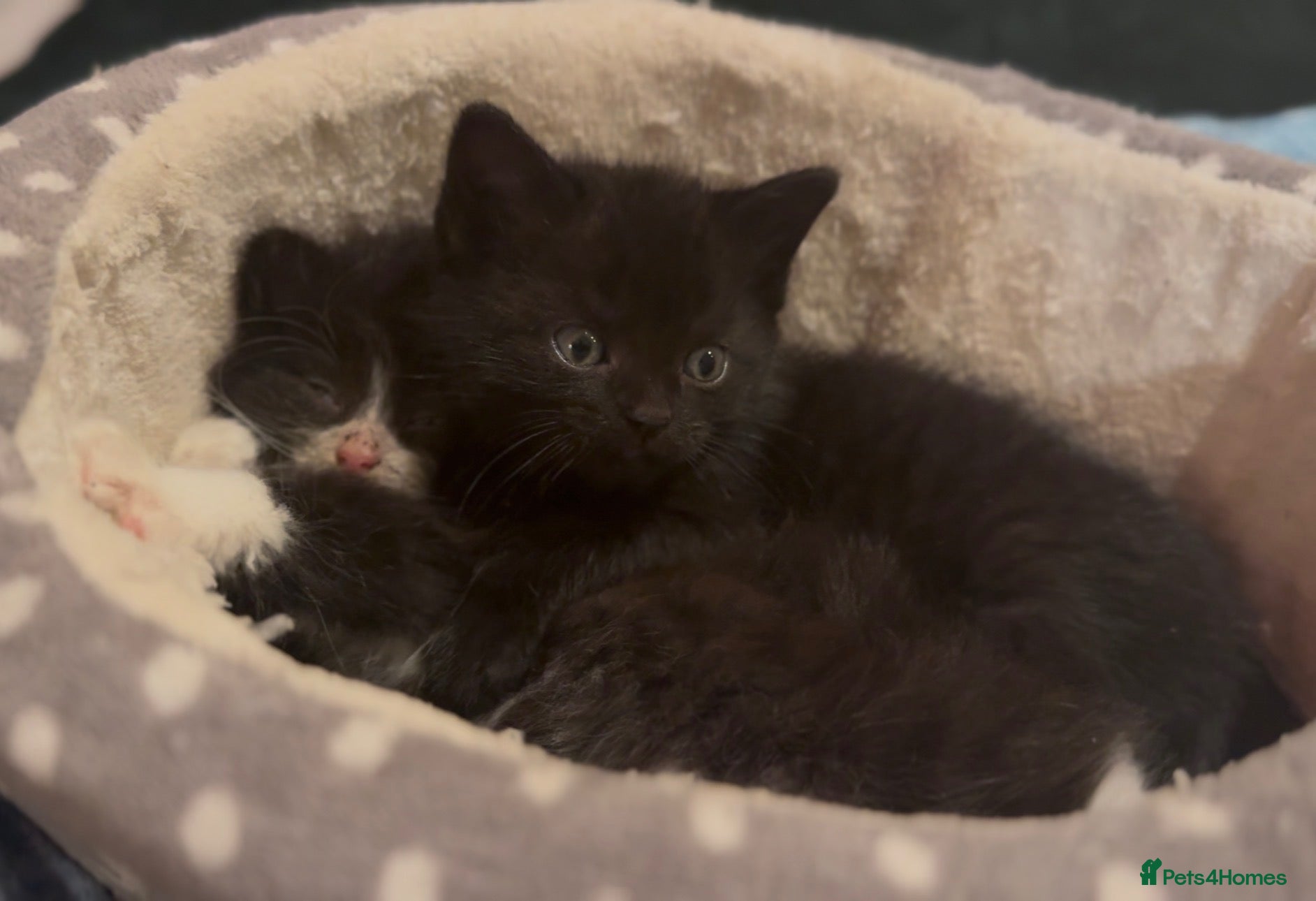 Mixed Breed cats “ **  Paws” - Advert 2