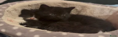 Midnight Sheba BSH