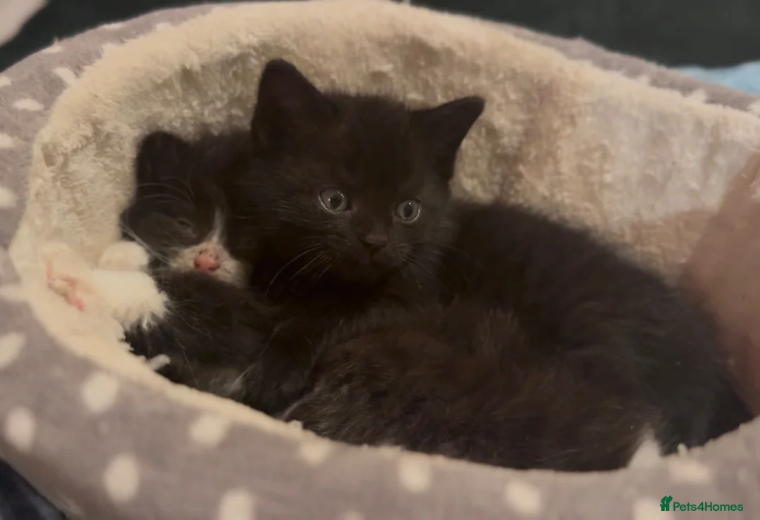 Mixed Breed cats for sale: “ **  Paws” in Manchester - Advert 2