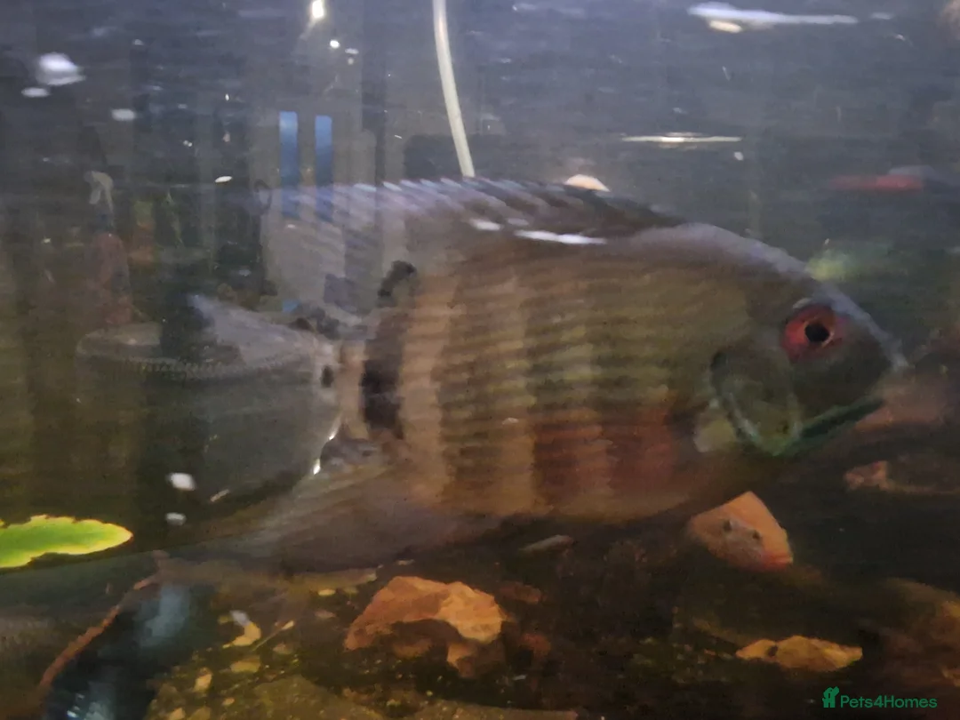 Cichlids fish for sale: Fish for sale  in Leeds - Advert 4