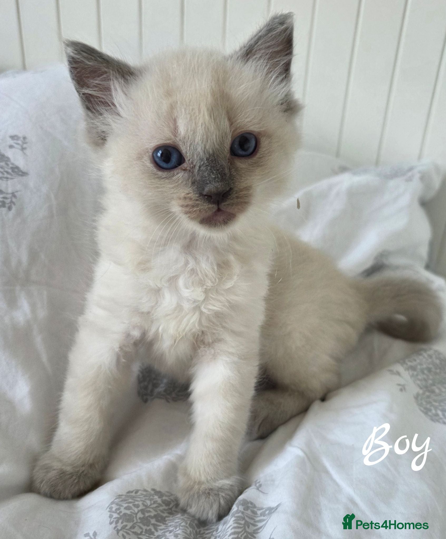 Ragdoll cats Ragdolls kittens.Ready for pickup now😻🙀 - Advert 1