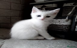 Scottish Fold cats for sale: 1 Scottish fold 1 Scottish straight for sale  - Image 7