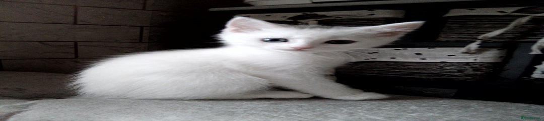 Echo