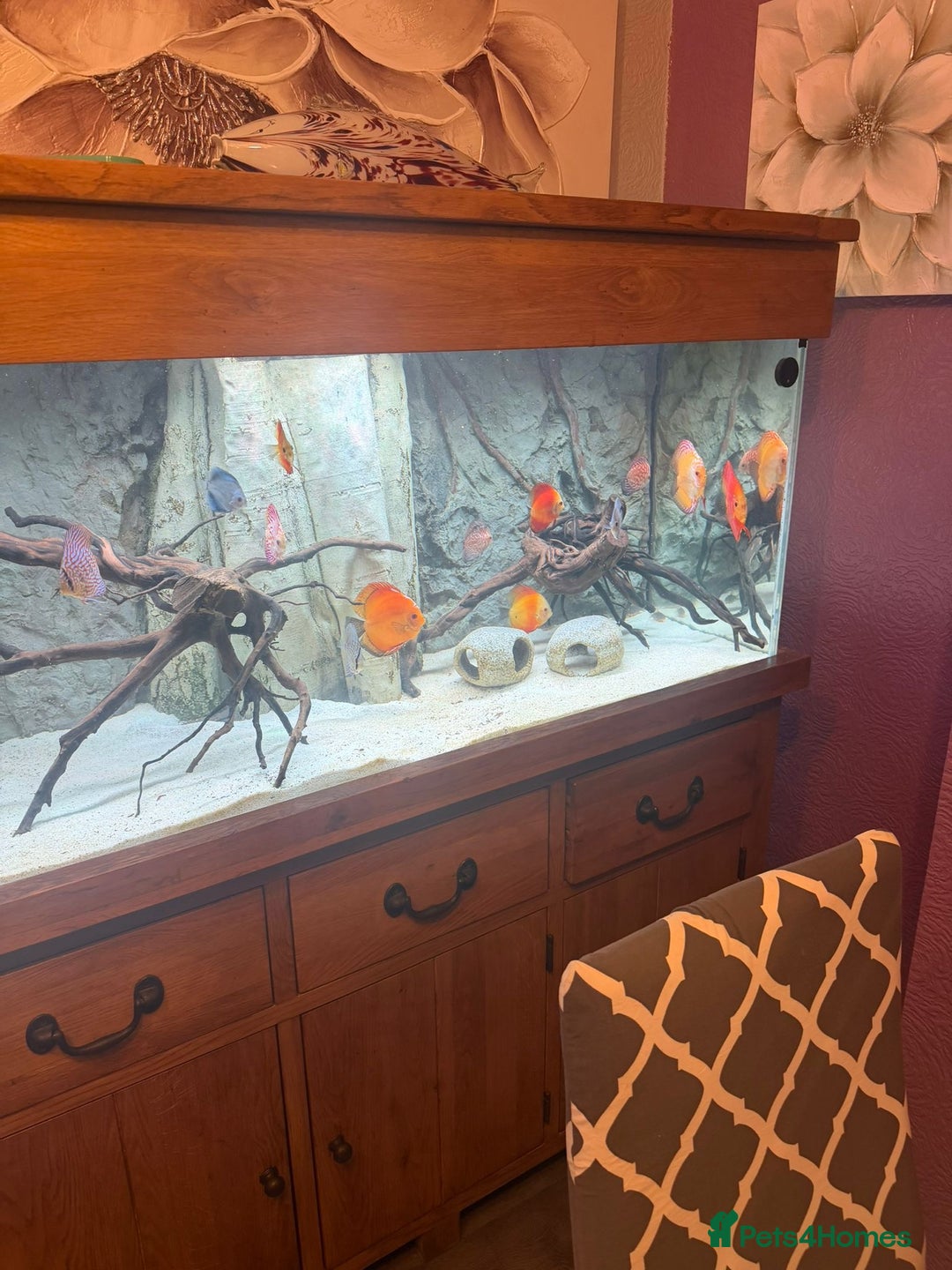 Discus fish for sale: 5 foot solid oak Fish Tank with Sump - Advert 3