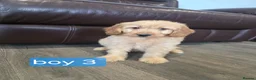 Cockapoo dogs for sale: Adorable F1 Cockapoo pups ♥️🐕🐾 in Bury Saint Edmunds - Advert 35