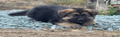 German Shepherd 1