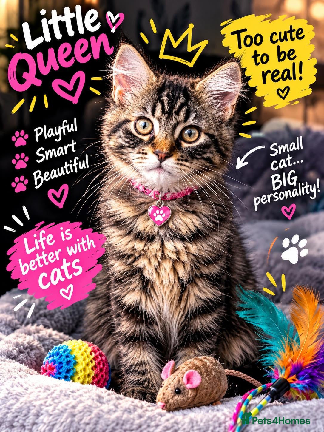 Maine Coon cats Tested SMA,PK,HCM,Only two,left.Maine Coon Kittens - Advert 1