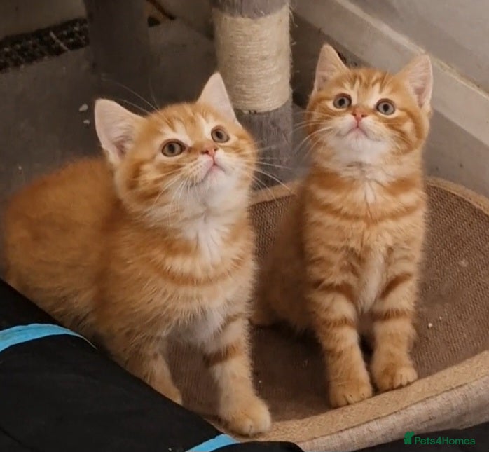 Mixed Breed cats 2 ginger half British shorthair boys - Advert 1