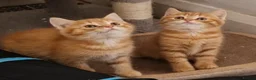 Mixed Breed cats for sale: 2 ginger half British shorthair boys - Advert 1