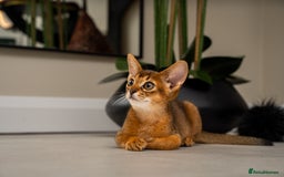 Abyssinian cats for sale:  Champions  Line Romeo-TICA reg. Abyssinian Beauty - Image 22