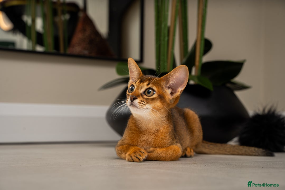 Abyssinian cats for sale:  Champions  Line Romeo-TICA reg. Abyssinian Beauty - Image 22