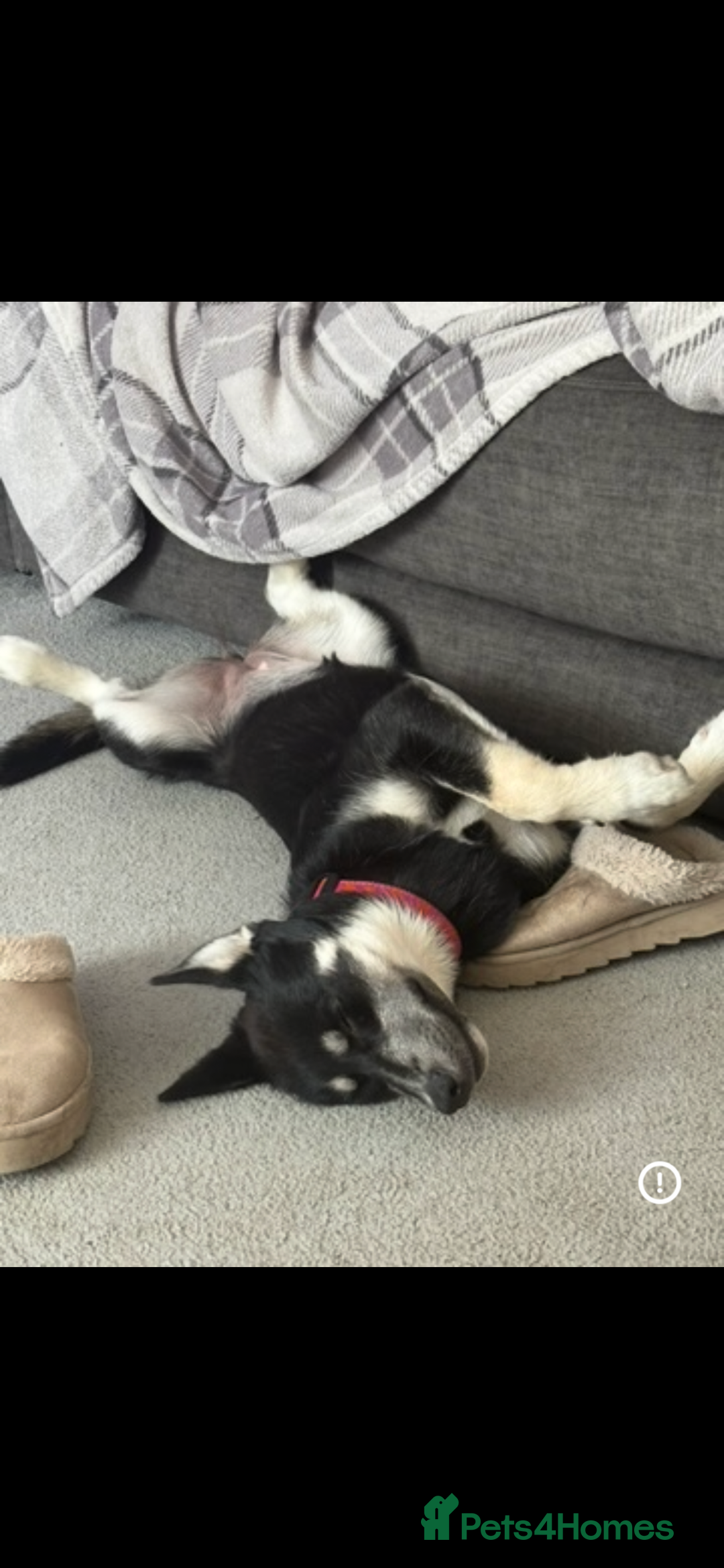 Pomsky dogs for sale: 9 month Pomsky, looking for a looking home. - Advert 2