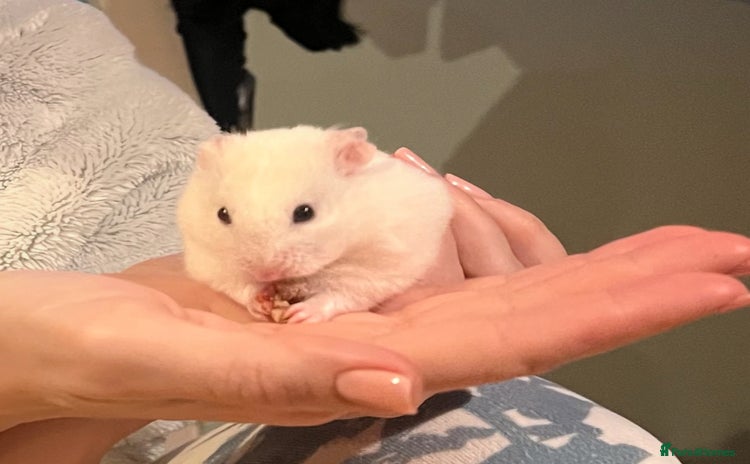Hamster rodents - Advert 2