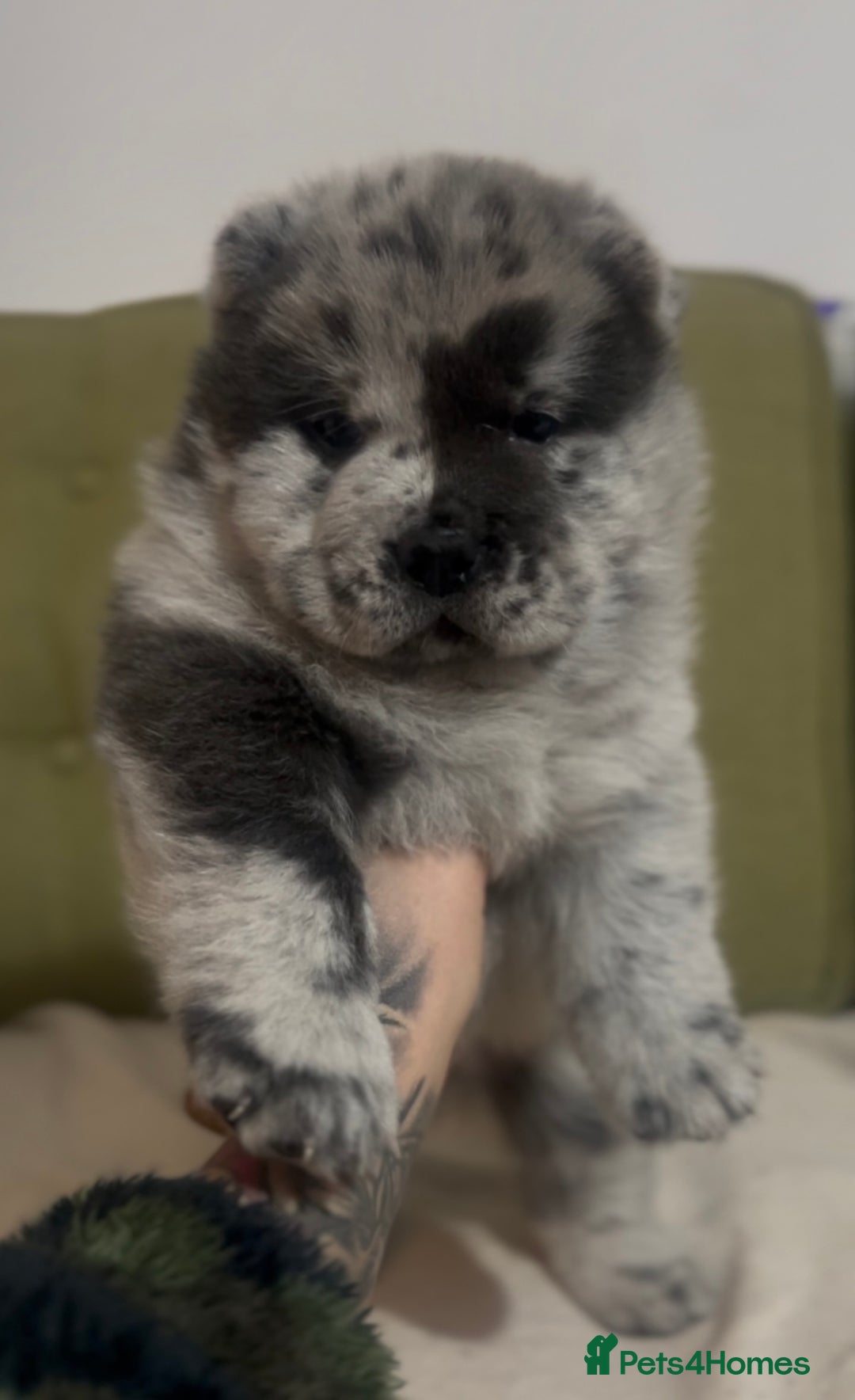 Chow Chow dogs for sale: Merle & blue bear faced Teddy chow chow puppies  - Advert 19
