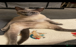 Siamese cats for sale: Blue Point Siamese Cat Looking for a New Home 💙 - Image 4