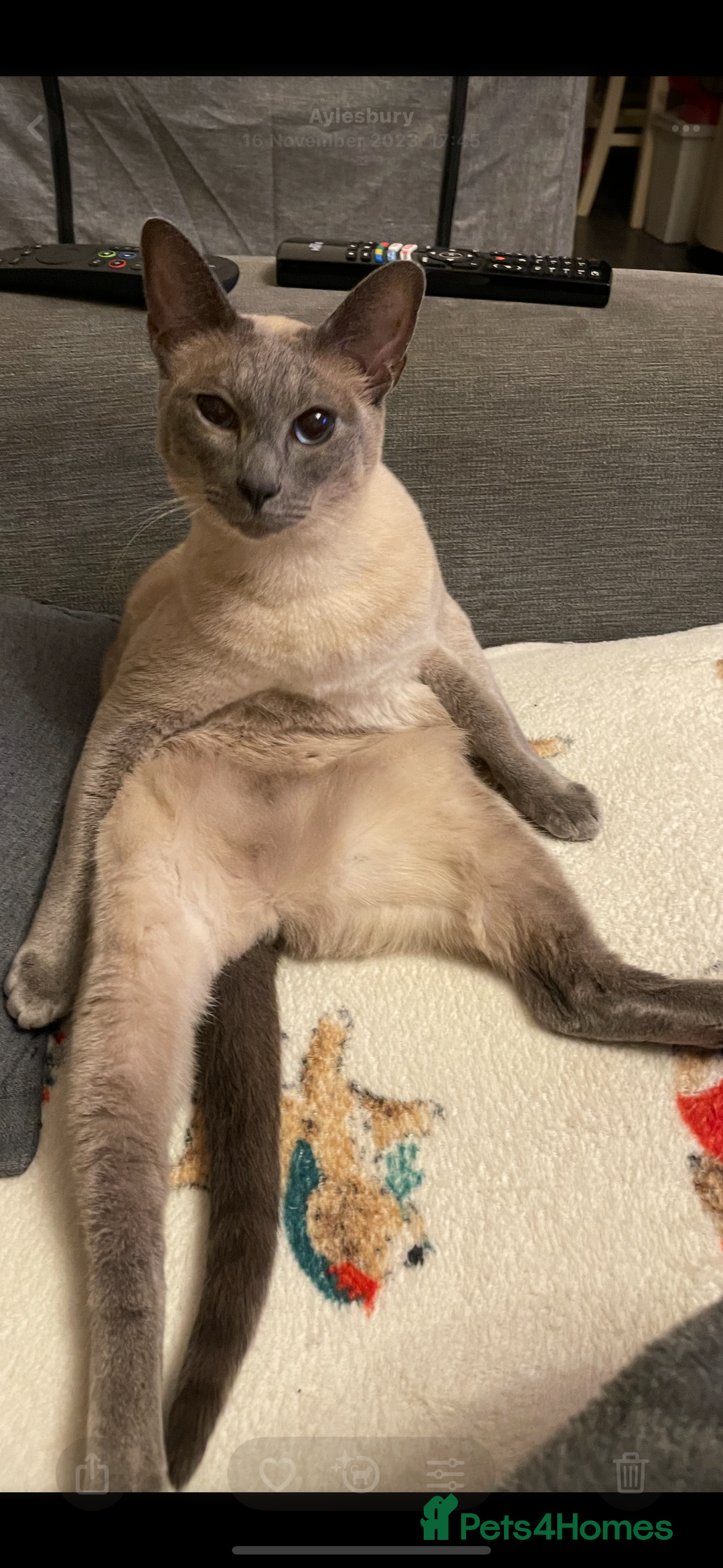 Siamese cats for sale: Blue Point Siamese Cat Looking for a New Home 💙 - Image 4