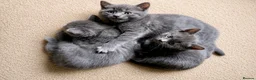Mixed Breed cats for sale: Four fluffy mixed breed blue/grey kittens - Advert 7