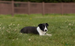 Mixed Breed dogs for sale: 🐾 Jack Russell x Border Collie Puppies  - Image 34