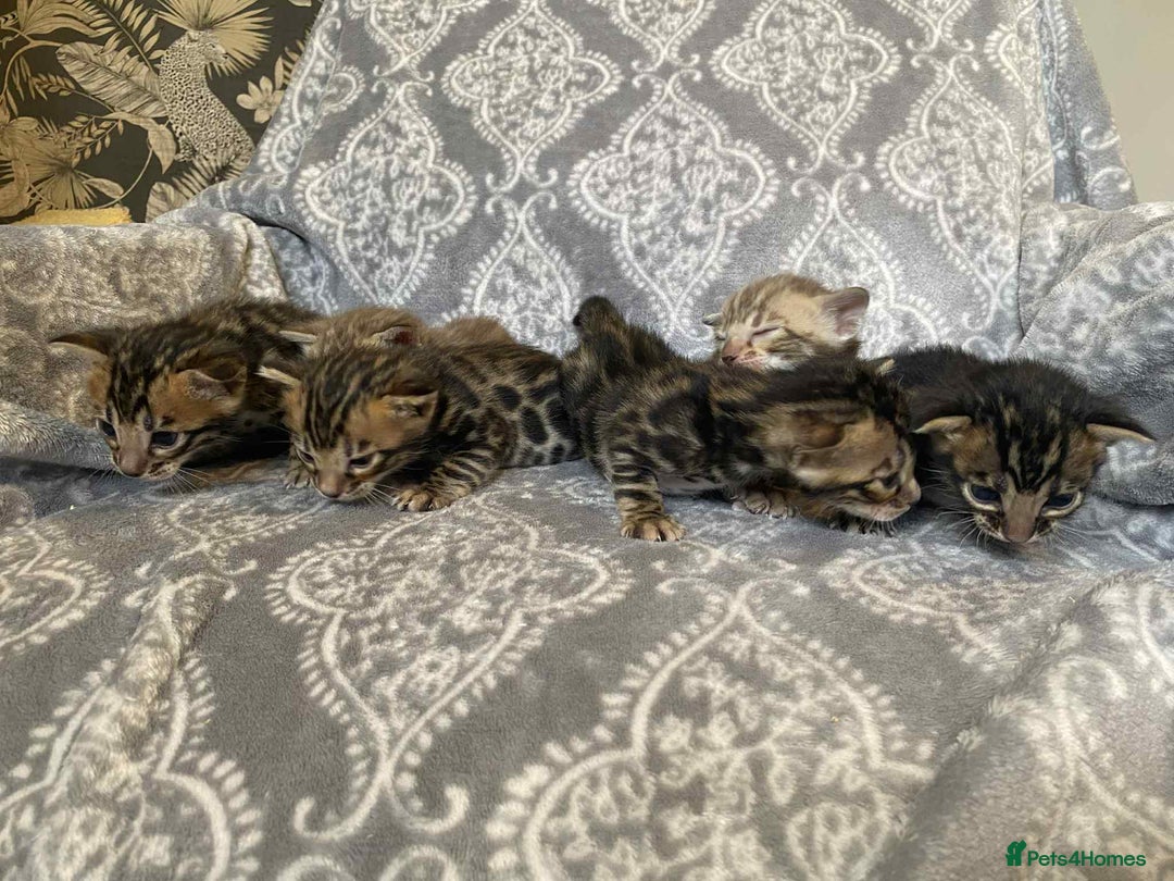 Bengal cats for sale: STUNNING TICA reg Bengal kittens ready to reserve - Image 2