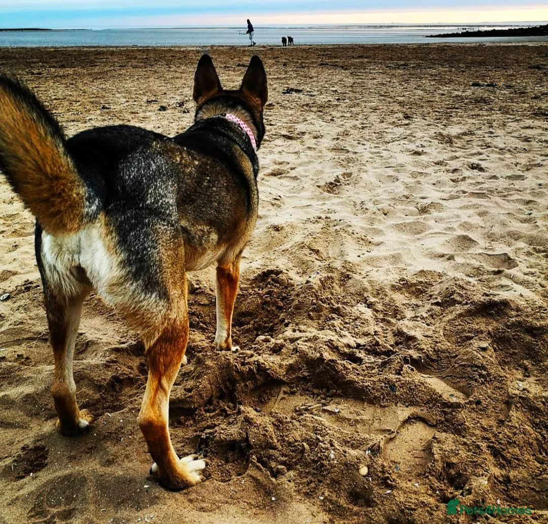 Mixed Breed dogs for sale: Lovely Nika is looking for forever home - Advert 4