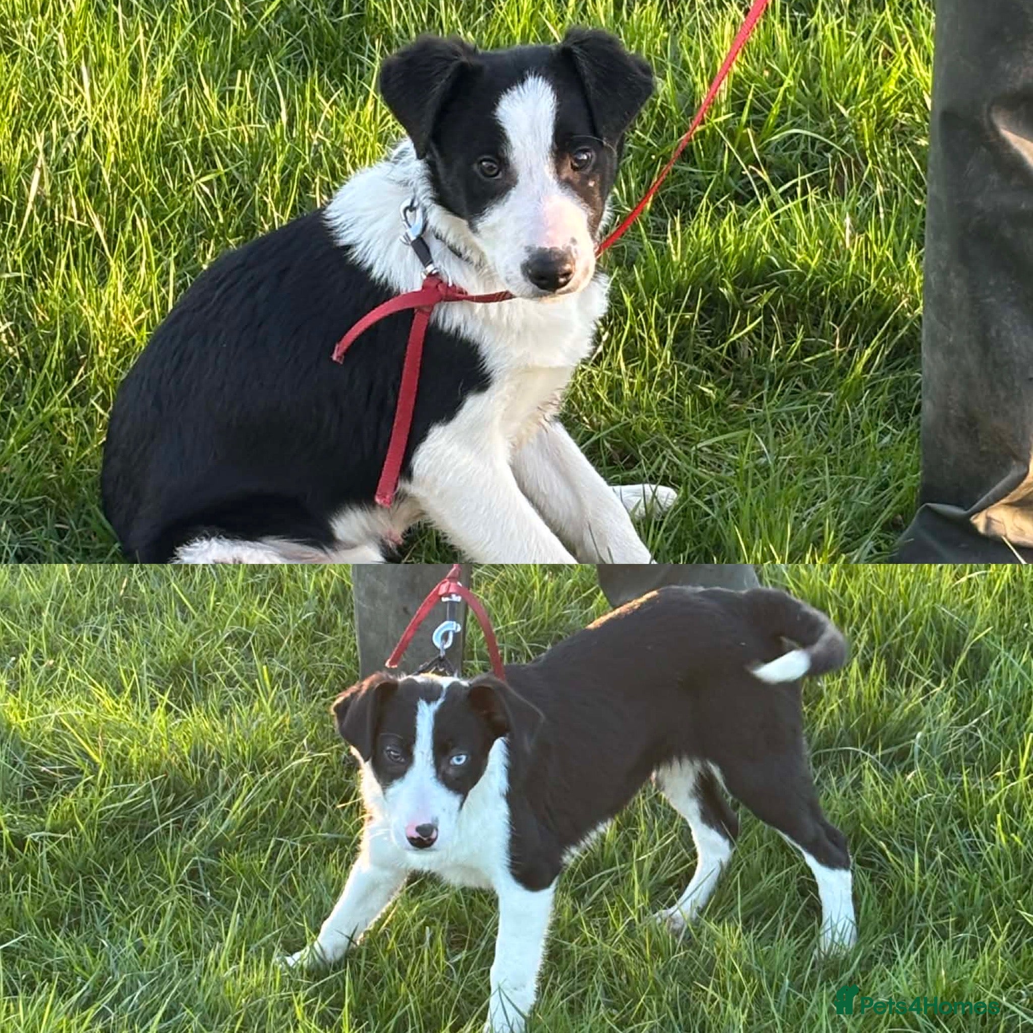 Border Collie dogs Last 2 Working Border Collie puppies  - Advert 17