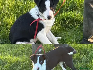 Border Collie dogs Last 2 Working Border Collie puppies - Advert 17
