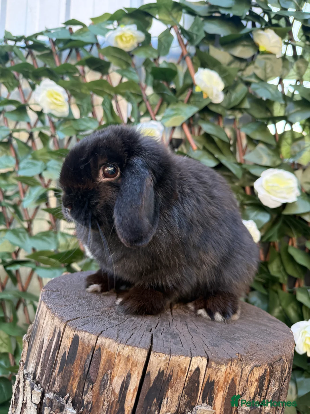 Mini Lop rabbits for sale: Female Mini Lop • Searching for Pet Only Home - Advert 2