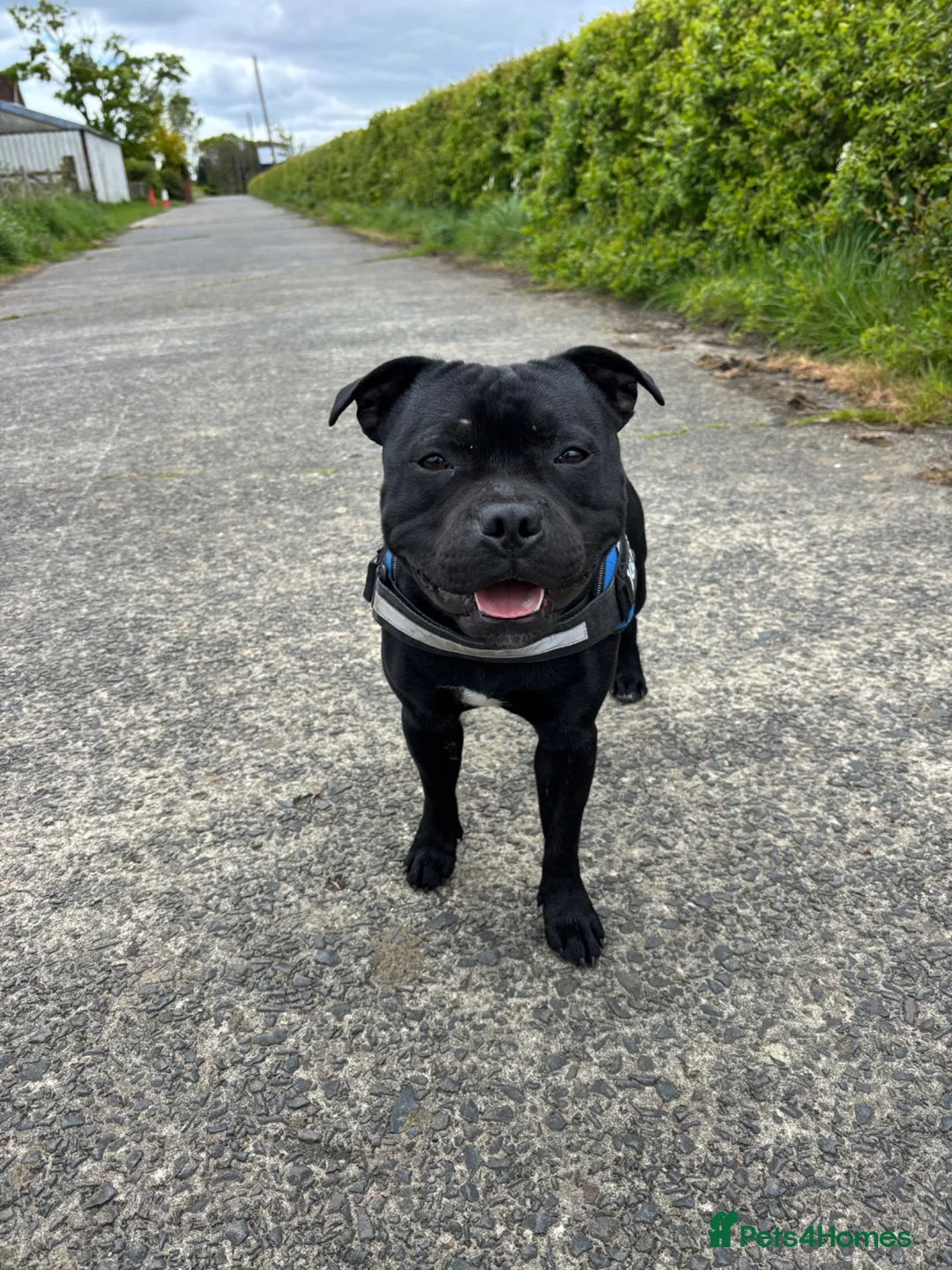 Staffordshire Bull Terrier dogs for stud: KC Registered Staffy for Stud 🐾  in Morpeth - Advert 2