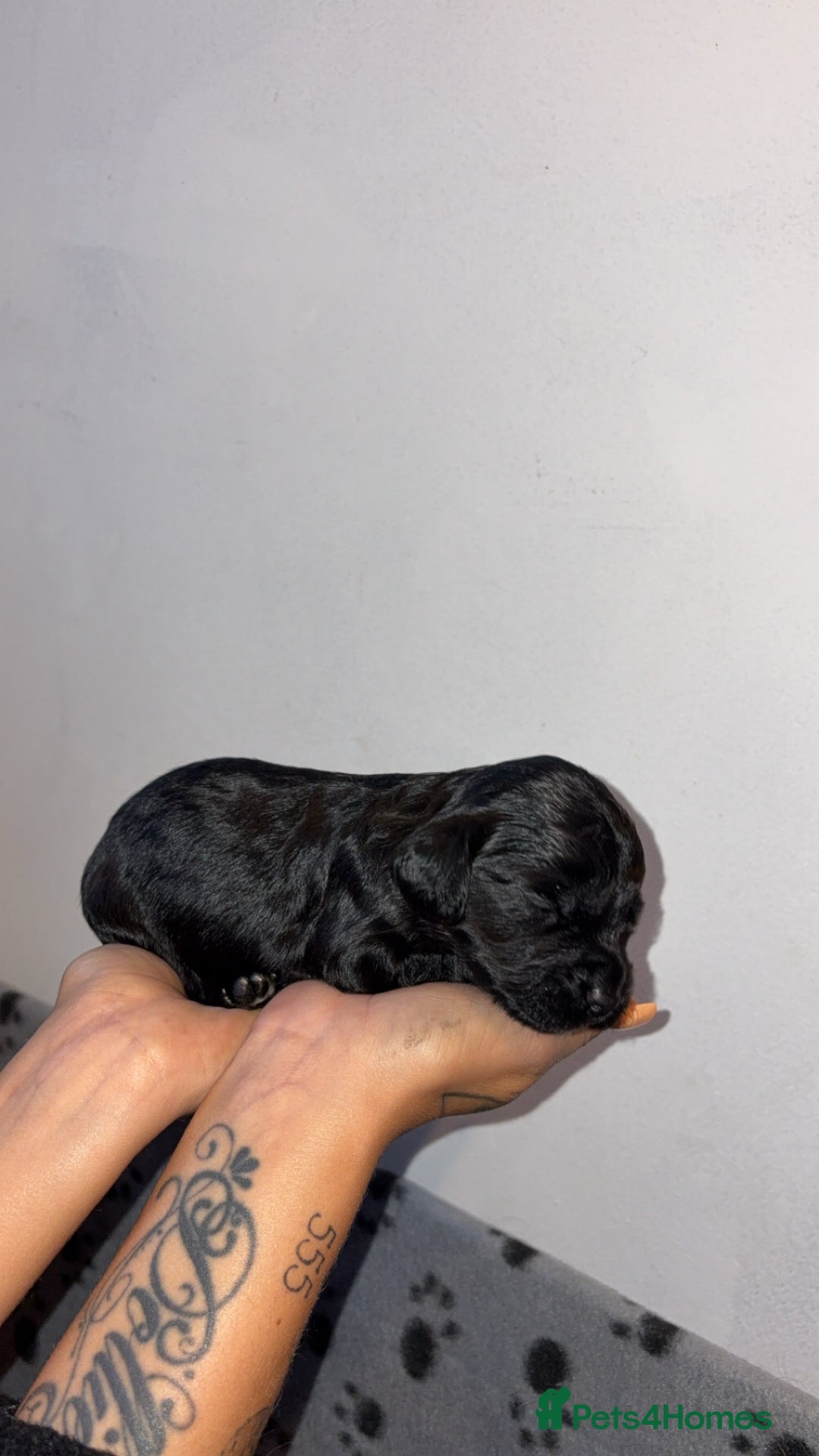 Sprocker dogs for sale: Beautiful Sprocker puppies - Image 12
