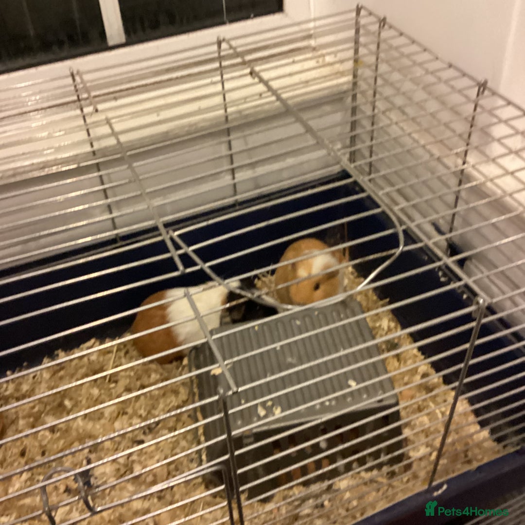 Guinea Pig rodents for sale: Guinea pig boys for sale - Advert 2