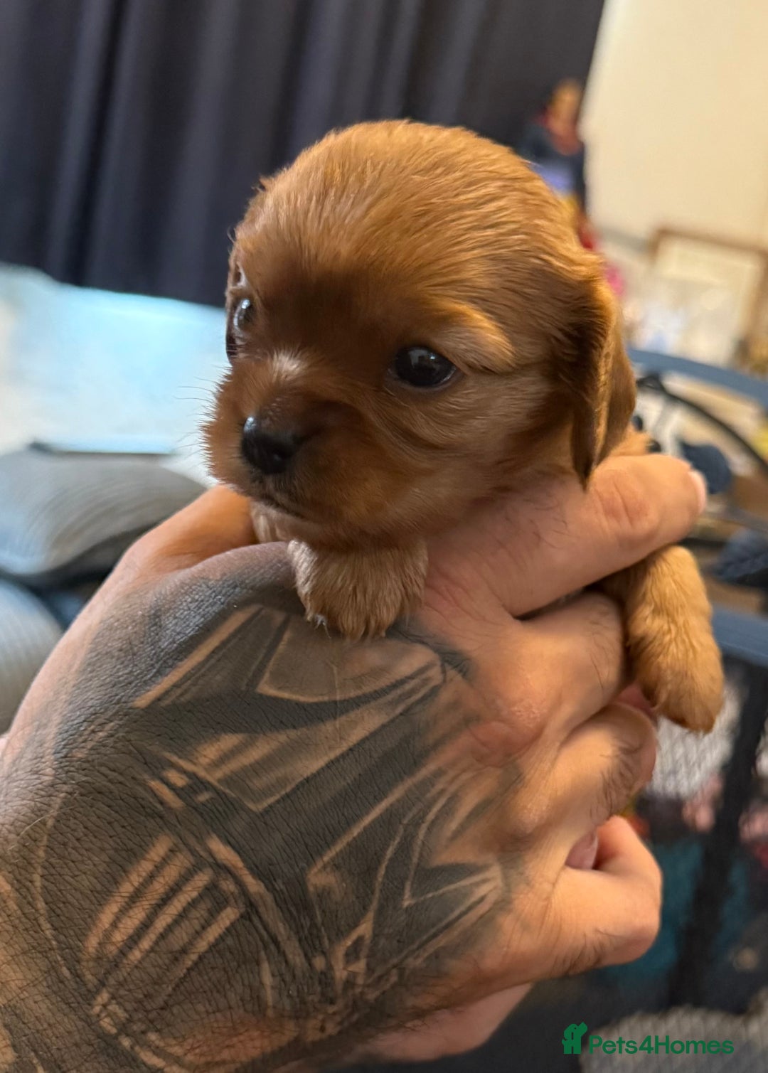 Cavalier King Charles Spaniel dogs for sale: 2 stunning little girls ready next week - Image 9