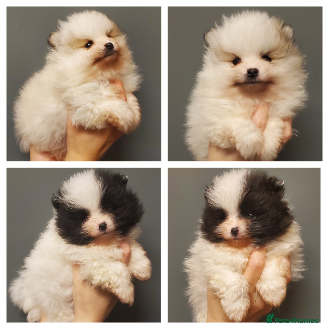 Pomeranian dogs for stud: Kc Pomeranian For Stud Duties - Advert 26