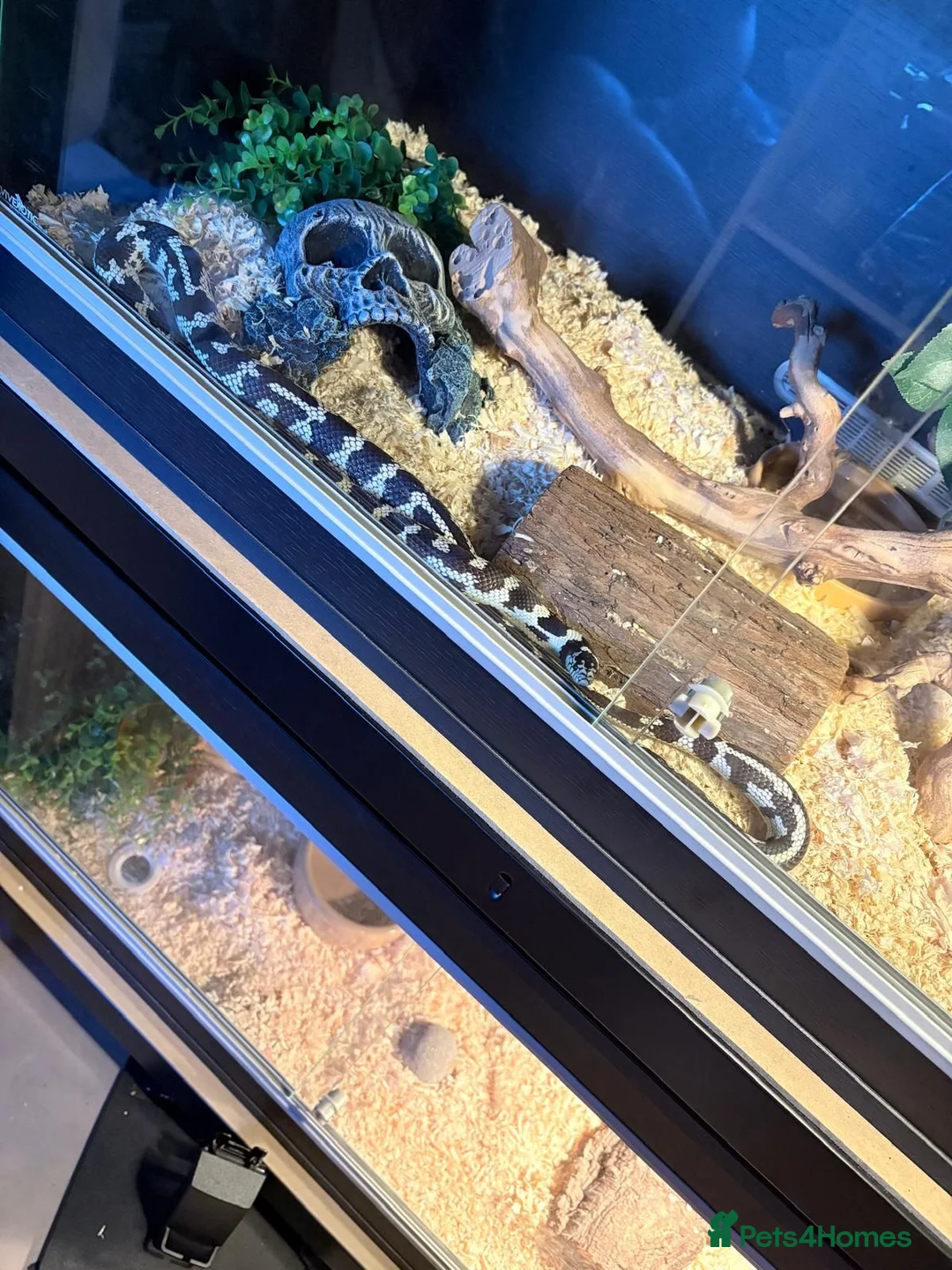 King Snake reptiles for sale: California King Snake + Enclosure set up in Northallerton - Advert 2