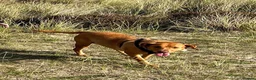 Labrador Retriever dogs for sale: Home needed for a 5 year old female Labrador  - Advert 3