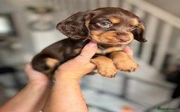 Cocker Spaniel dogs for sale: Cocker spaniel. working. LAST CHOC&TAN - Image 2
