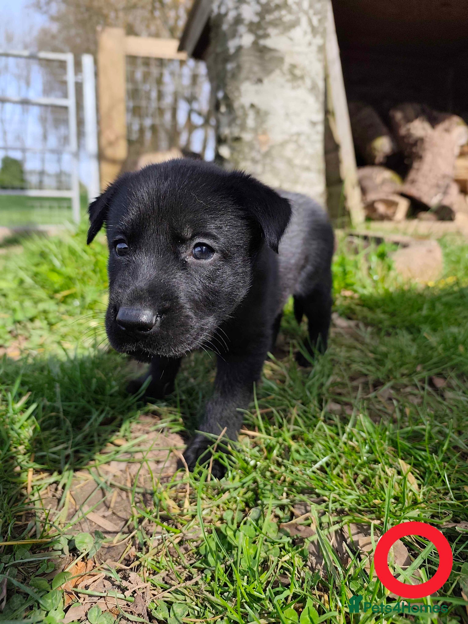 German Shepherd dogs 6 Beautiful German Shepherd Puppies (5 LEFT) - Advert 6