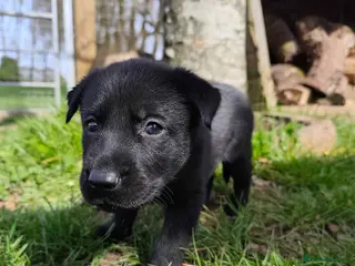 German Shepherd dogs 6 Beautiful German Shepherd Puppies (5 LEFT) - Advert 6