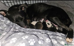 Mixed Breed dogs for sale: 5 Collie x whippet puppies - Image 1