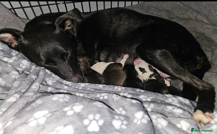 Mixed Breed dogs - Advert 12