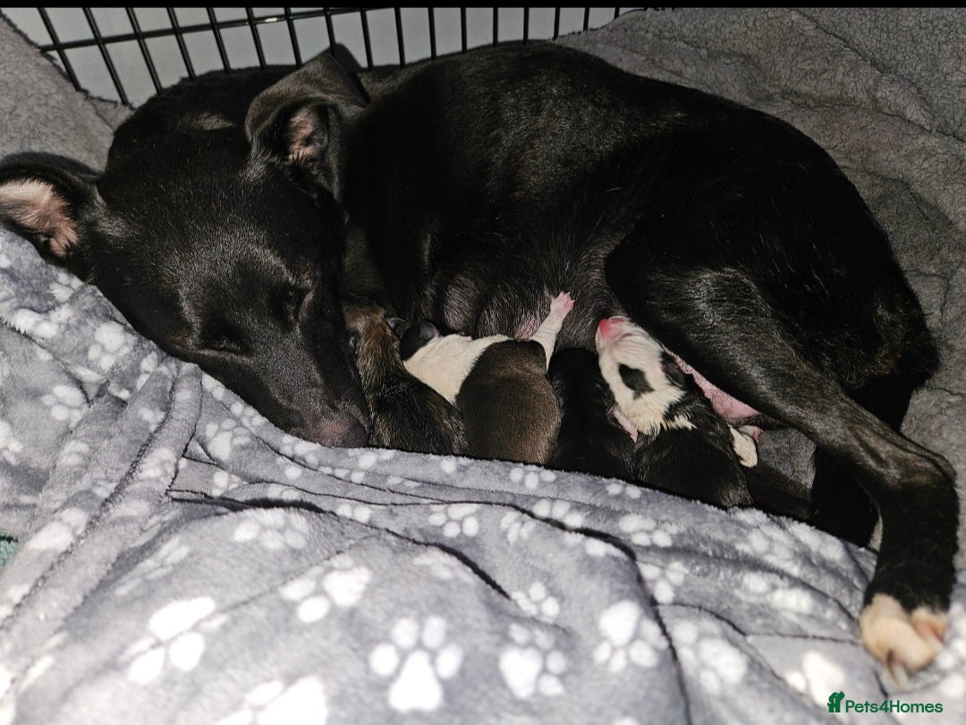 Mixed Breed dogs for sale: 5 Collie x whippet puppies - Image 1